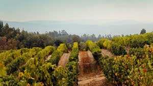 欧洲葡萄酒产区有哪些？
