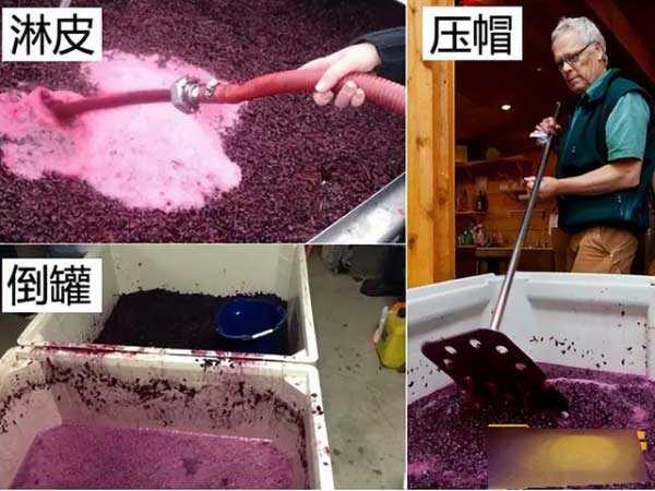 红葡萄酒的酿造过程红葡萄酒酿造基本工艺流程