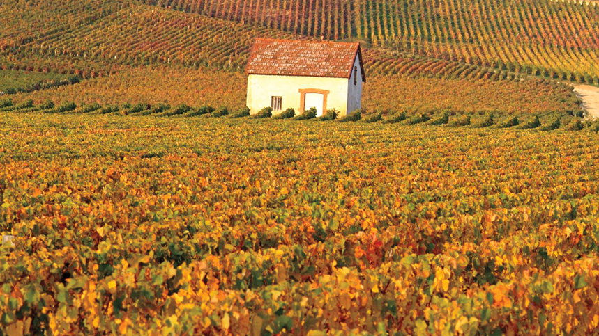 勃艮第最受欢迎的红、白葡萄酒 Top 10，谁的梦中情酒上榜了？