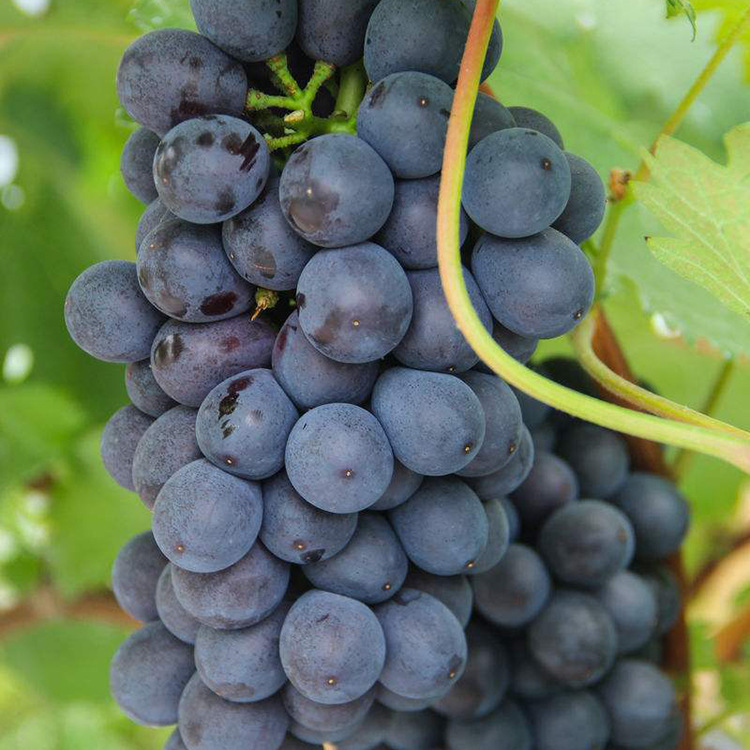 全球有超6000种酿酒葡萄品种，最常见的8种葡萄品种你知道几个呢