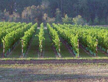 埃克霍恩岭酒庄 Elkhorn Ridge Vineyards Winery