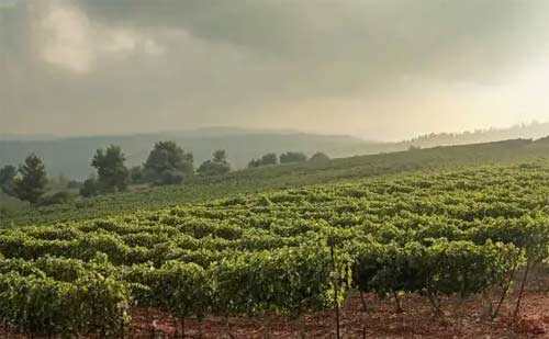 以色列葡萄酒产区的详细内容情况