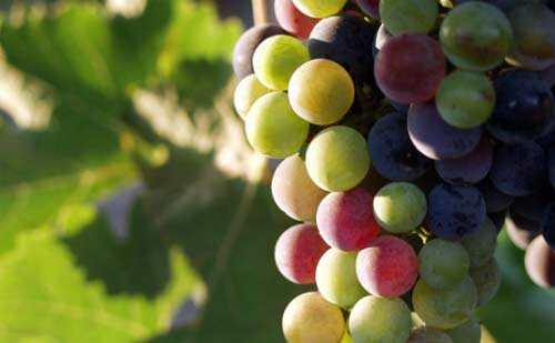 西斯寇特——澳洲葡萄酒产区