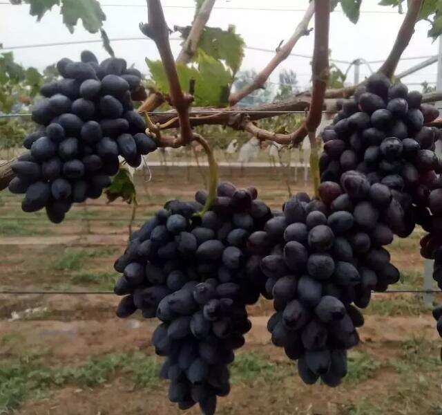 盘点：12种热门葡萄品种的市场前景！