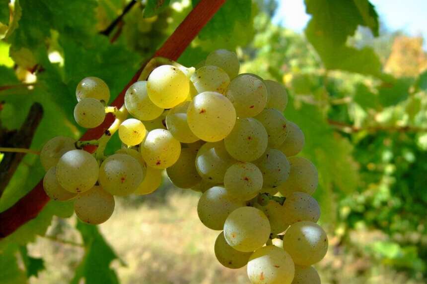 全球有超6000种酿酒葡萄品种，最常见的8种葡萄品种你知道几个呢