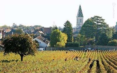 勃艮第 – 法国葡萄产区【图】