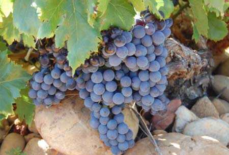 歌海娜葡萄品种的特点介绍