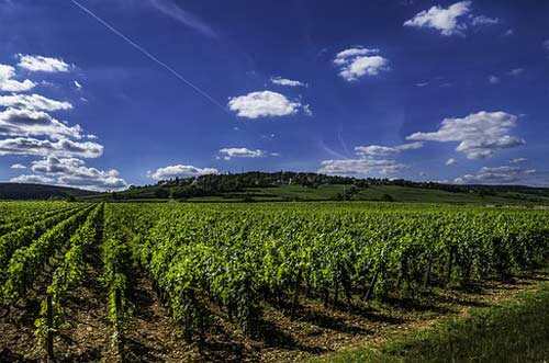 世界屋脊上的葡萄酒产区-瑞士