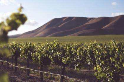 酿酒葡萄产区土壤里的秘密你知道吗？