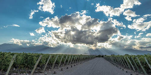 门多萨维纳斯酒庄 The Vines Of Mendoza