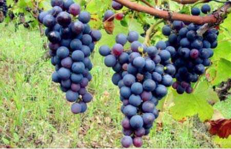 汝拉和萨瓦葡萄酒产区介绍