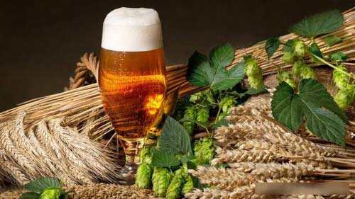 见过啤酒花吗？为什么酿造啤酒用大麦芽？大麦啤酒与小麦啤酒区别