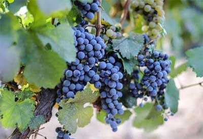波尔多混酿红葡萄品种有那些特点