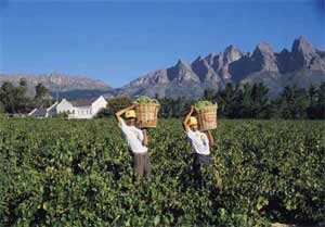 南非葡萄酒产区