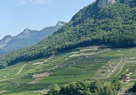 葡萄酒产区：世界另一边的葡萄园