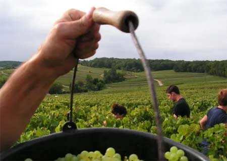 旧世界产区中，土壤如何影响葡萄酒的口感