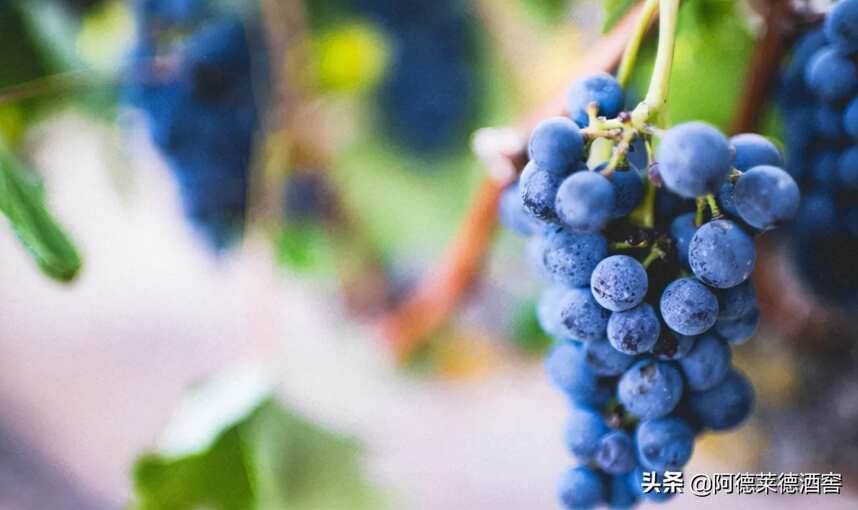 欧盟将允许使用欧亚种系杂交品种来酿造葡萄酒