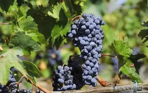 资讯丨新冠肺炎冲击意大利葡萄酒旅游产业；
