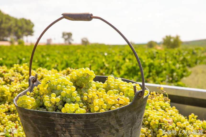 霞多丽VS赤霞珠：解析世界上最流行的白葡萄酒和红葡萄酒！