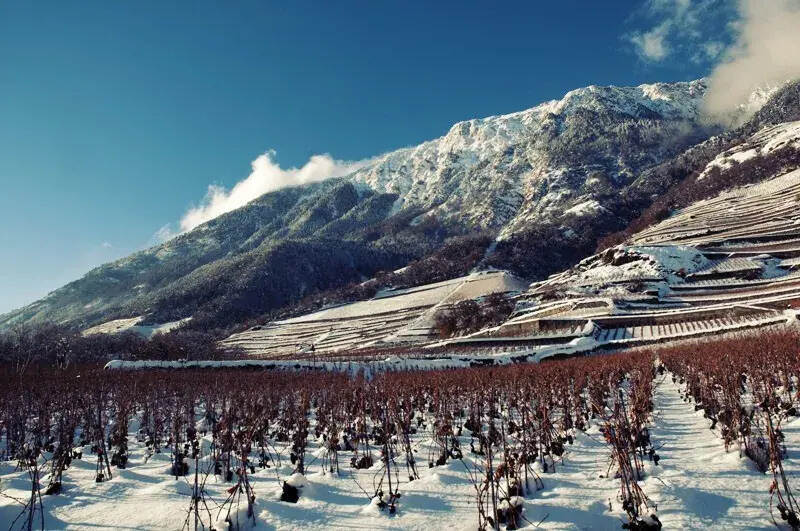 世界上冷凉葡萄酒产区排名，香槟第四，第一是它？