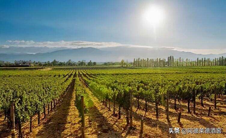 2021年1-8月中国葡萄酒产量累计达16.5万千升