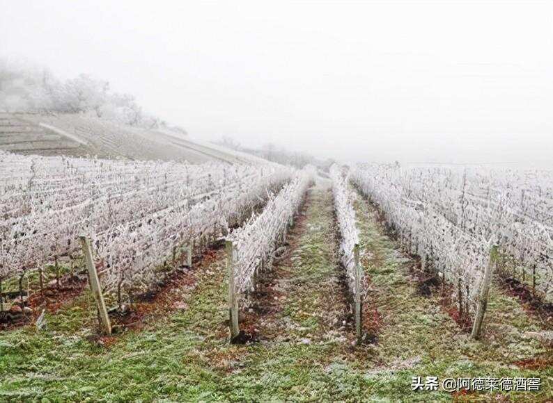 法国葡萄酒2021产量将会降到历史低点水准