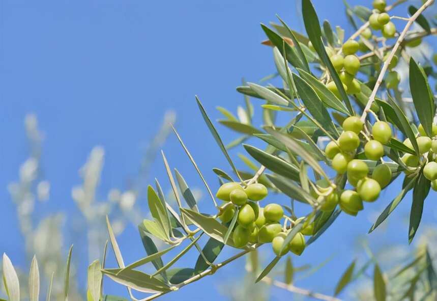 橄榄酵母酿的清酒，会有橄榄的香味吗？