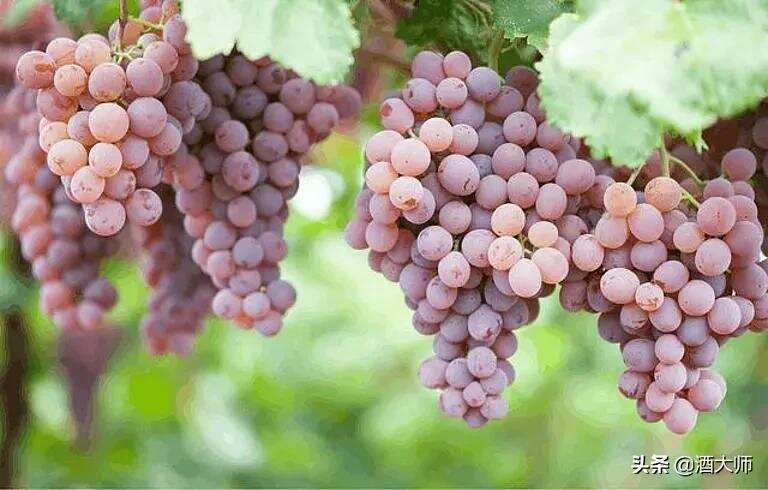 中国常见的酿酒葡萄品种