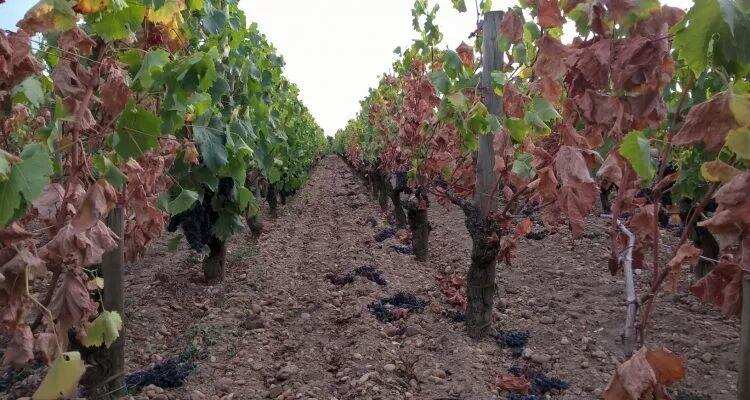 30年后，勃艮第和波尔多等葡萄酒产区或将消失！