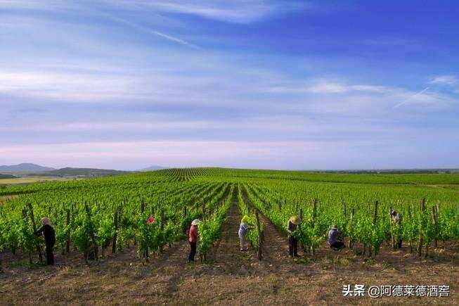 JS2020年度中国十大葡萄酒