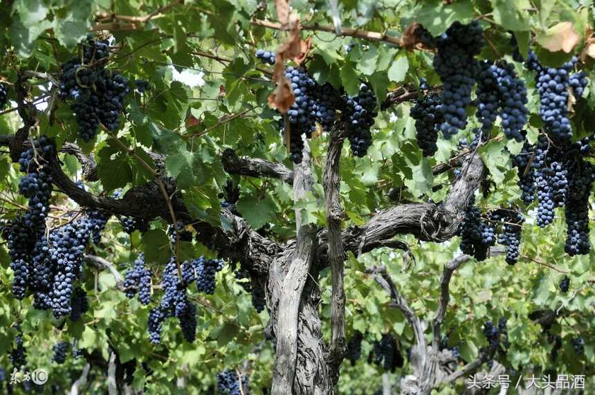 探访澳大利亚老藤西拉葡萄园酿制的葡萄酒！