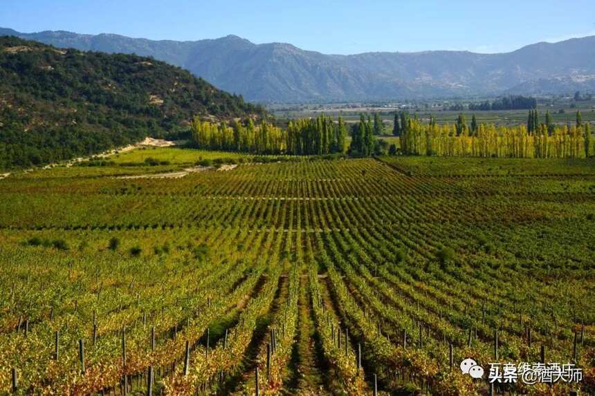 南美首个起泡酒生产商瓦帝维索酒庄登陆中国