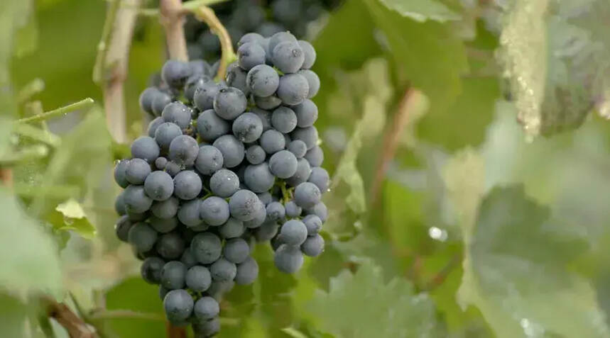酿酒葡萄与鲜食葡萄的区别