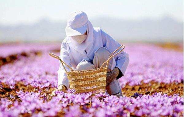 明明是世界上最贵的香料，藏红花却被拿来泡茶养生