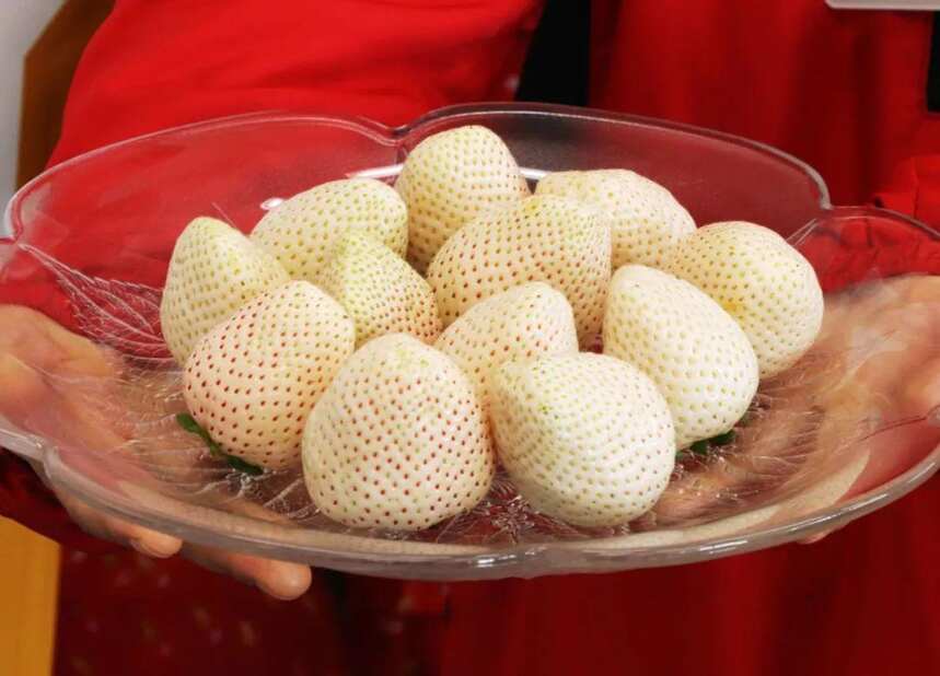 白色草莓PK丹东99，你选谁？