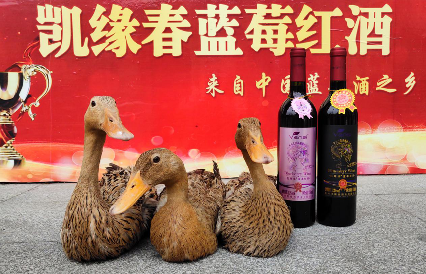 中国蓝莓酒之乡悄然兴起的一道流行菜——红酒鸭
