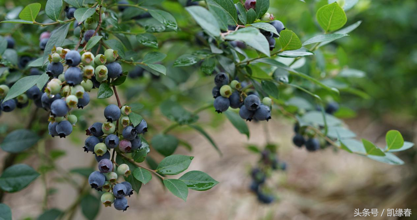 贵州麻江蓝莓的现状与发展前景