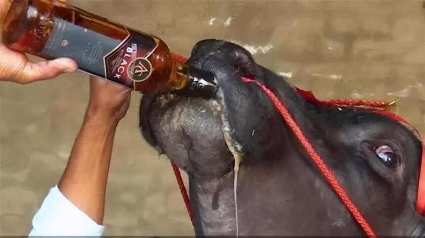 印度最大的一头公牛，每天要喝一瓶印度威士忌？