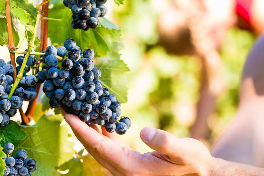 一颗葡萄的一生：从葡萄到红酒必须经历的6个工序