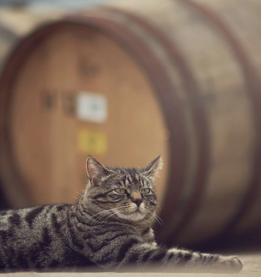 猫比狗更懂威士忌？
