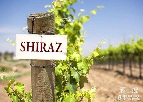 Shiraz和Syrah是同种葡萄品种吗？