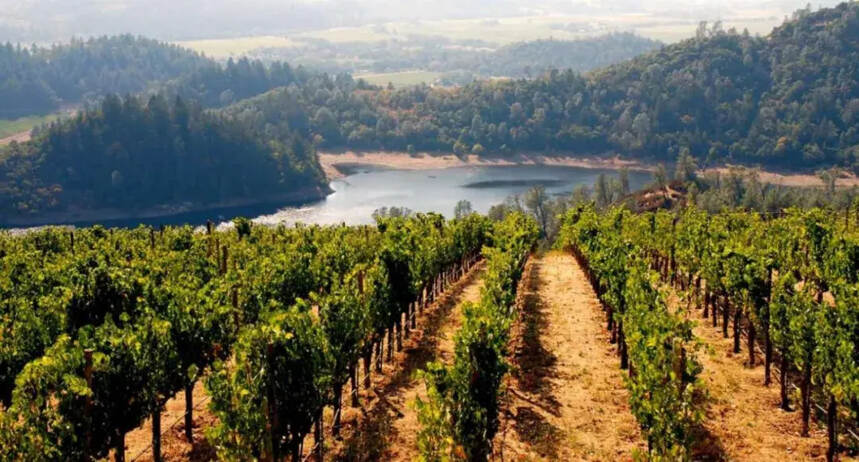加州葡萄酒价格降至历史最低 酒农任由葡萄烂在地里