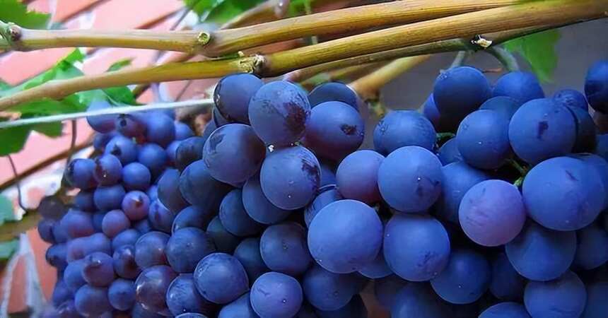 奔富海兰酒庄起源于哪里？葡萄品种西拉为什么备受欢迎