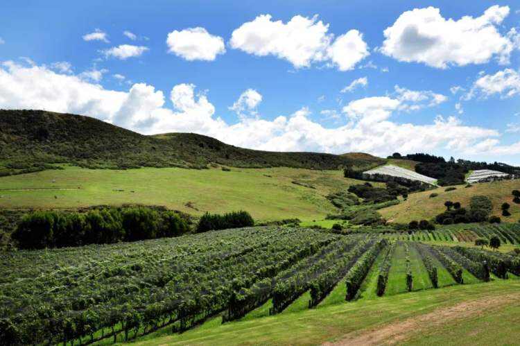 新西兰葡萄酒：纯净又复杂的迷人滋味