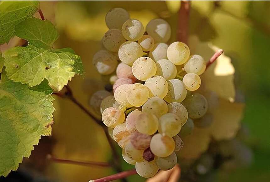 「法庄」酿造葡萄酒的五大葡萄品种