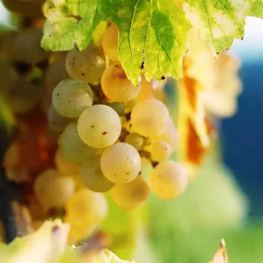法国波尔多葡萄酒的葡萄品种（法国波尔多红酒八大产区）