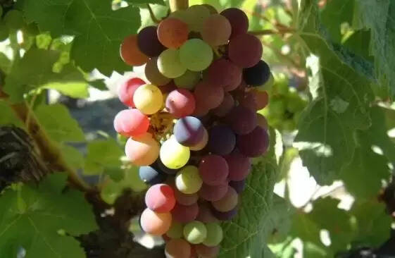 波尔多红酒用的什么葡萄酿造（简述波尔多红酒是什么葡萄品种）
