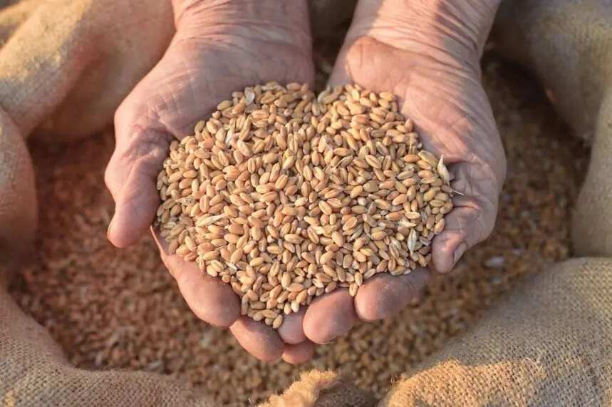 为什么茅台镇酿酒，一定要选冬小麦作为制曲原料？