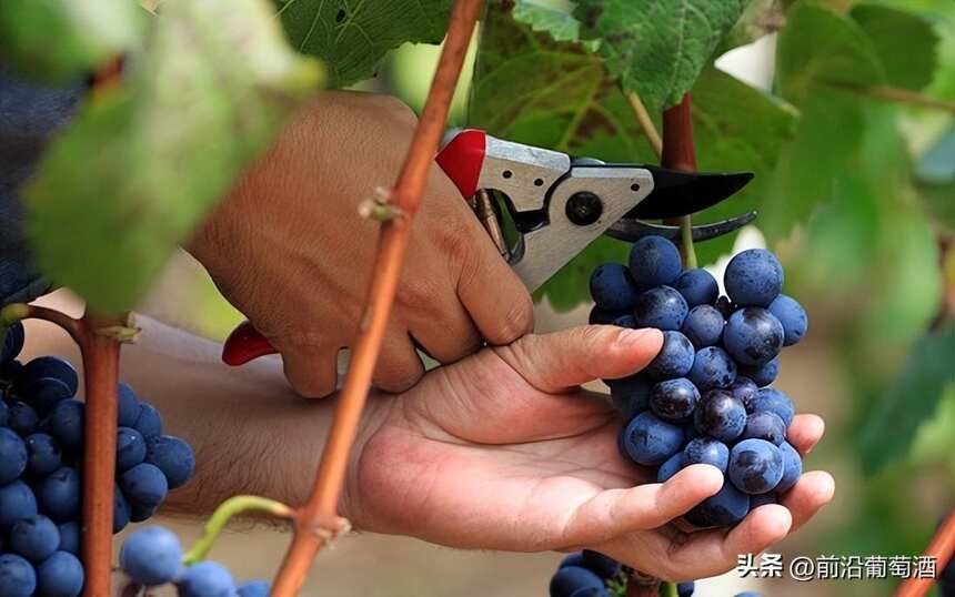 葡萄的成熟度对葡萄酒有什么影响？用品尝方式来判断葡萄的成熟度