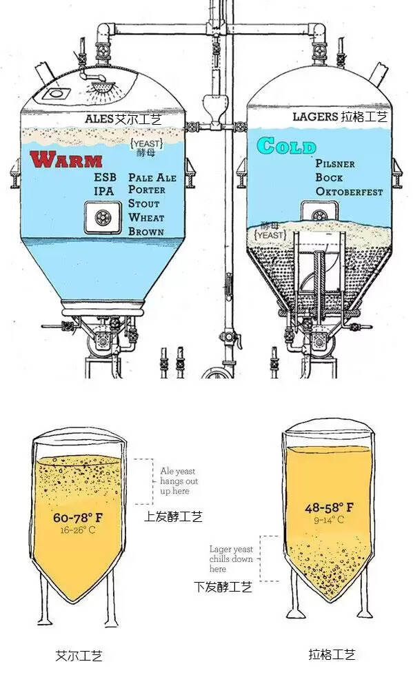 图解艾尔啤酒和拉格啤酒的发酵方式（艾尔工艺VS拉格工艺）